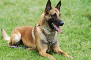 belgian-malinois-dog - Guard Dogs