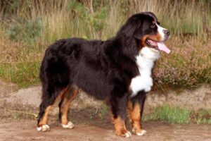 dog breeds that live the shortest