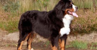 bernese-mountain-dog