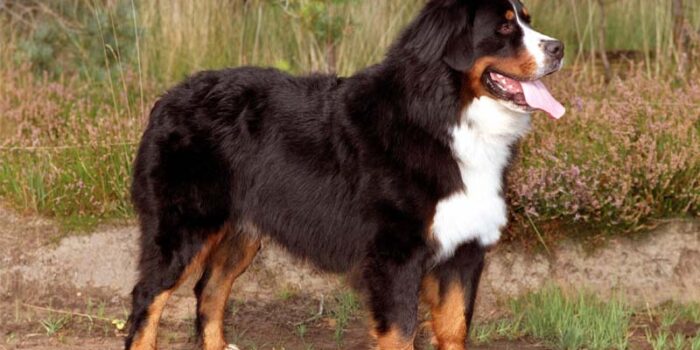 bernese-mountain-dog