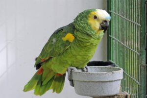 blue-fronted-amazon - Talking Birds