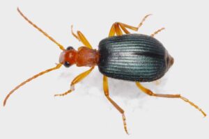 Bombardier beetle - Smelliest Animals
