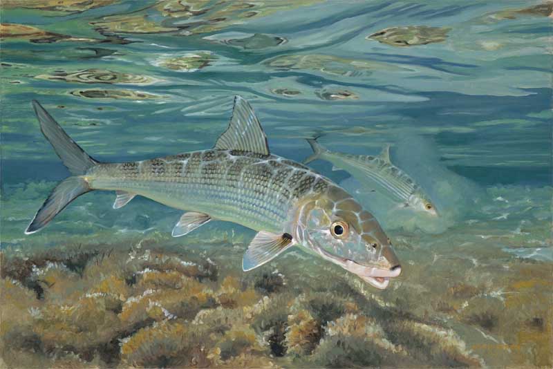 Top 10 Fastest Water Animals in The World - Depth World