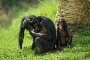 bonobo-chimpanzee-romantic-animals