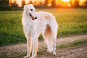 borzoi-shortest-living-dog