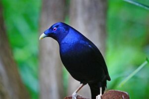 bowerbirds-romantic-animals