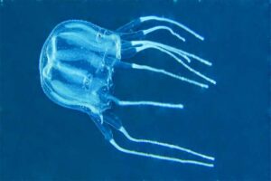 box-jellyfish