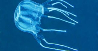 box-jellyfish