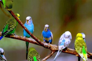 budgerigar