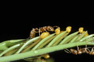 bullhorn-acacia-ant