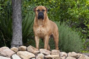 bullmastiff-shortest-living-dog