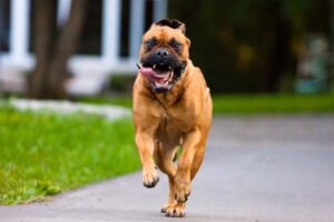 bullmastiff-dog