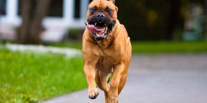 bullmastiff-dog