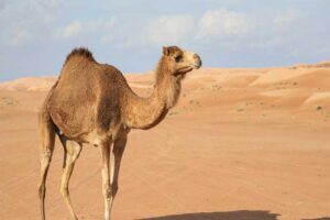 camel-longest-gestation-period