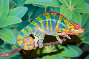 chameleon