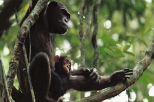 chimpanzees