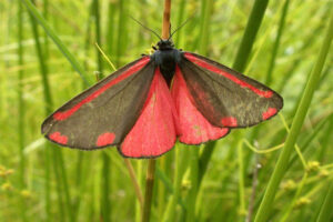 cinnabar-moth
