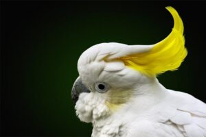 cockatoo-crested-birds