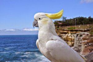 cockatoo