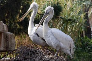 dalmatian-pelican-largest-birds