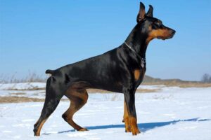 doberman-dog