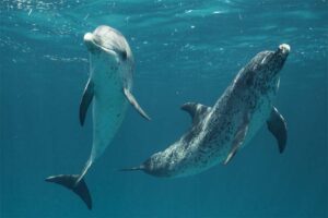 dolphins-longest-gestation-period