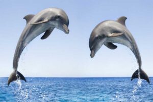 bottlenose-dolphins