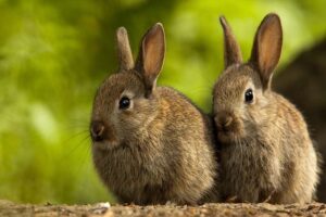 domestic-rabbits - Shortest living animals