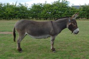 donkey-longest-gestation-period
