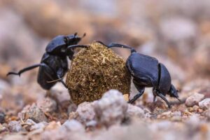 dung-beetle