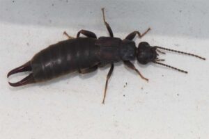 Earwig - Smelliest Animals