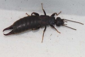 earwig