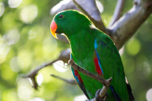 eclectus-parrot