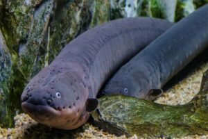 electric-eel