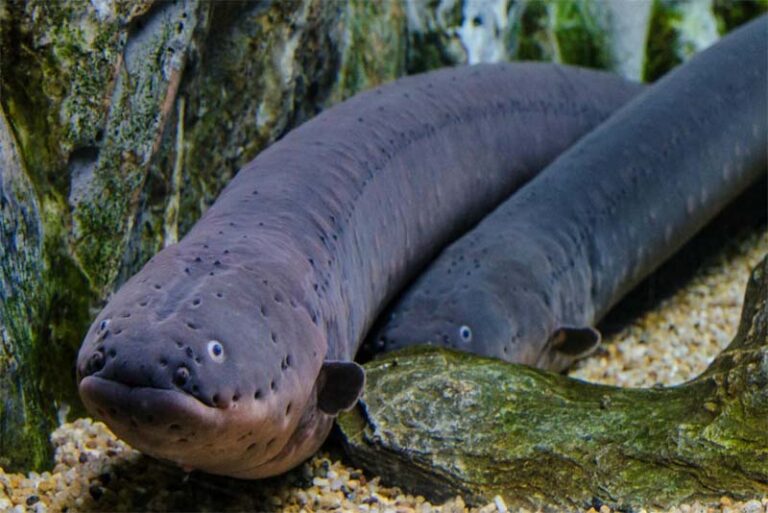 10 Deadliest Fishes that can be dangerous for humans Depth World