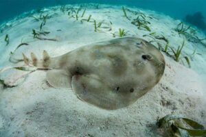 electric-ray