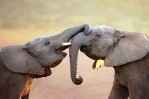 elephants-longest-gestation-period