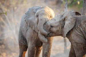 elephants-romantic-animals