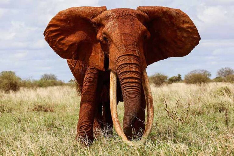 10 Intelligent Animals That Are Amazingly Genius Depth World