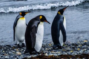 emperor-penguin-largest-birds