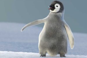 emperor-penguin-flightless-bird