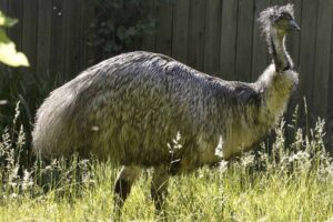 emu-largest-birds