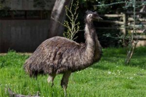 emu-flightless-bird