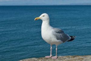 european-herring-gull-dangerous-birds