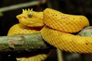 eyelash-viper - Nocturnal Animals