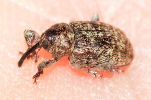 filbert-weevil-weirdest-insects