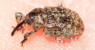 filbert-weevil-weirdest-insects