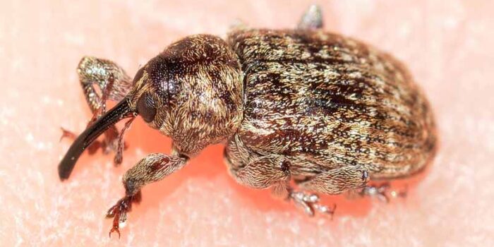 filbert-weevil-weirdest-insects