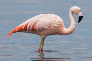 flamingo-bird