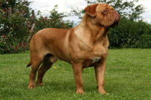 french-mastiff-shortest-living-dog